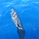 Lanai Dolphin