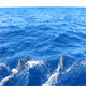 Lanai Dolphin